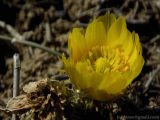 Adonis vernalis