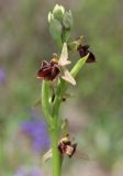 Ophrys mammosa subspecies caucasica. Соцветие. Краснодарский край, м/о город-курорт Анапа, окр. с. Большой Утриш, можжевеловый лес. 3 мая 2021 г.