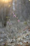 Daphne mezereum