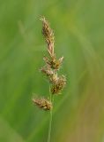 Carex disticha