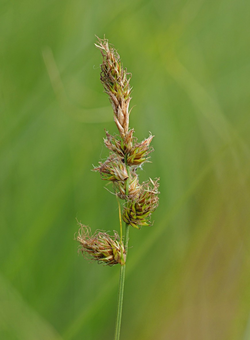 Изображение особи Carex disticha.