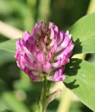 Trifolium medium