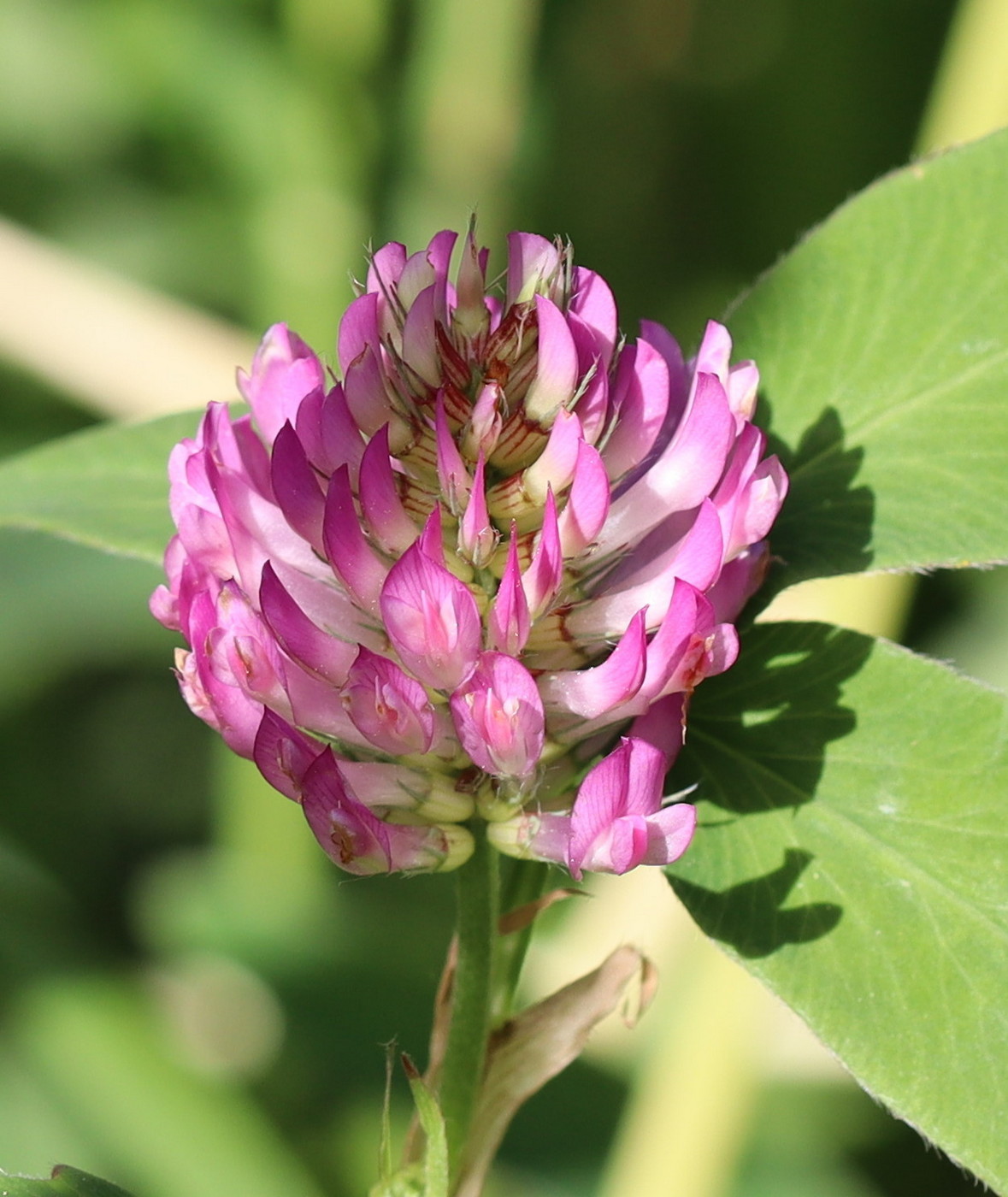 Image of Trifolium medium specimen.