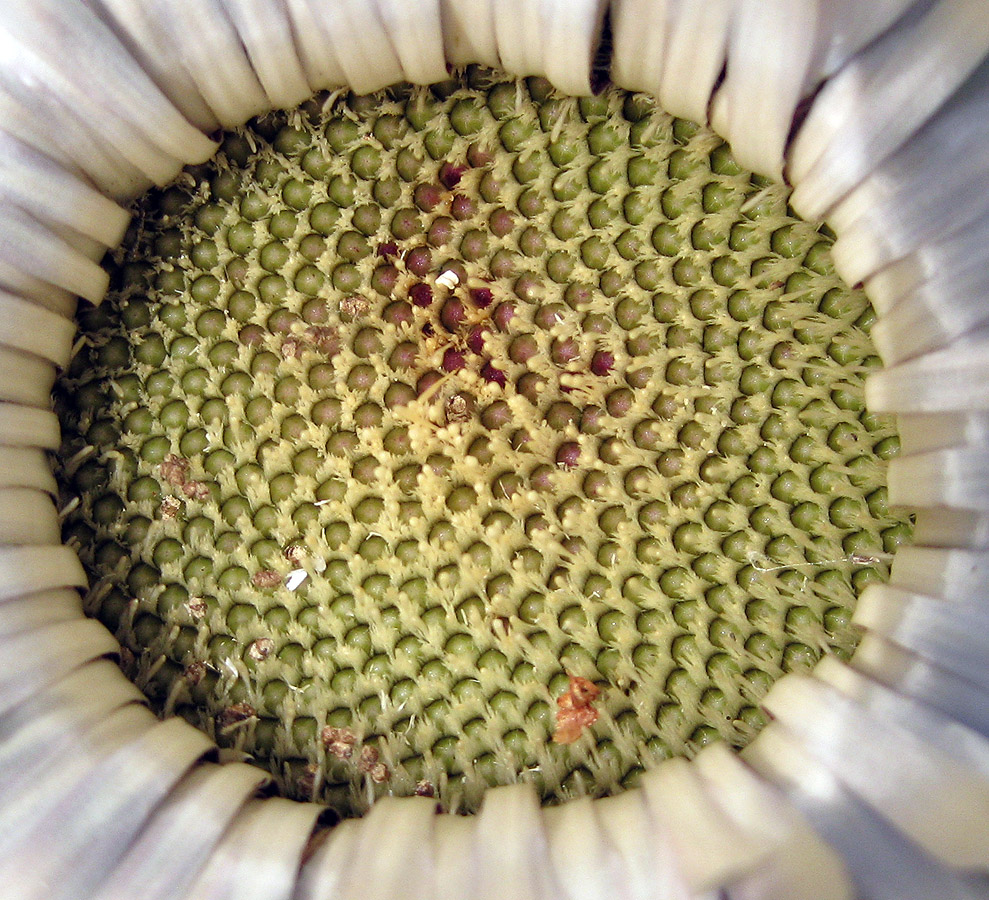 Image of Carlina acaulis specimen.