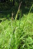 Carex acutiformis