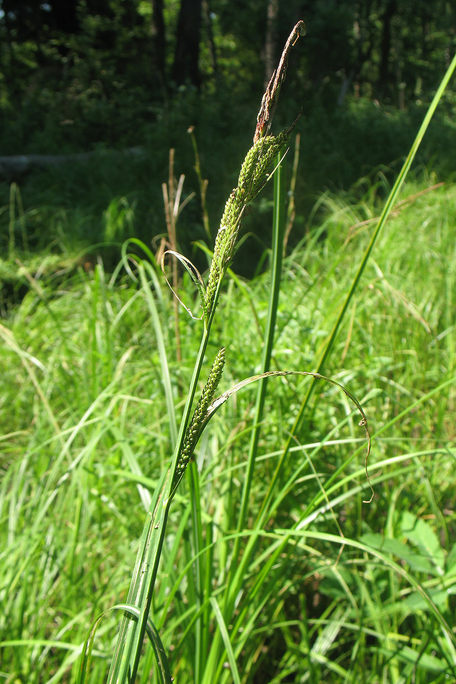 Изображение особи Carex acutiformis.