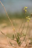 Sisymbrium polymorphum. Цветущее растение. Крым, Караларский природный парк, окр. бухты Коровья, песчаный пляж. 03.07.2021.