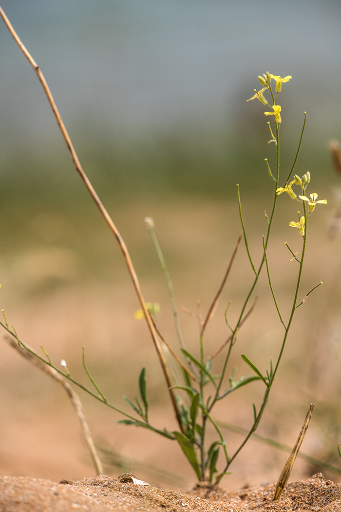 Image of Sisymbrium polymorphum specimen.