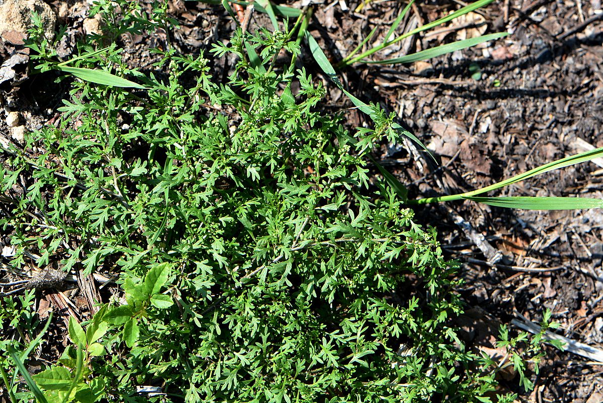 Изображение особи Coronopus didymus.