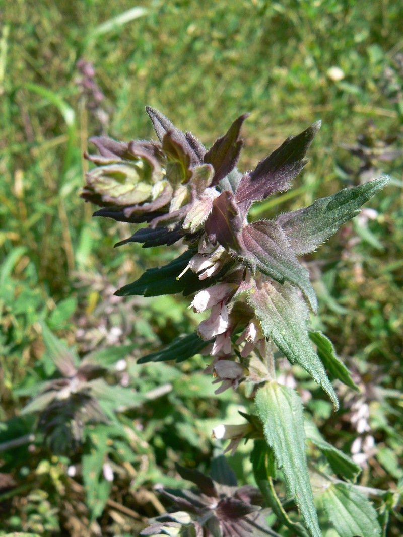 Изображение особи Odontites vulgaris.