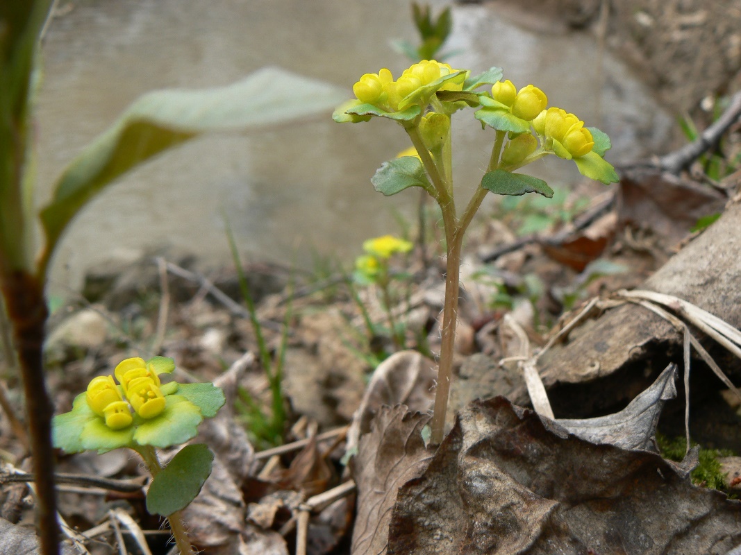 Image of Chrysosplenium pilosum specimen.