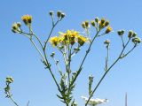 Senecio grandidentatus