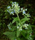 Paracynoglossum glochidiatum