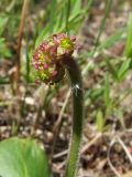 Micranthes hieraciifolia. Соцветие. Магаданская обл., Ольский р-н, окр. пгт Ола, бассейн р. Ола, долина р. Угликан, ивняк. 28.06.2021.