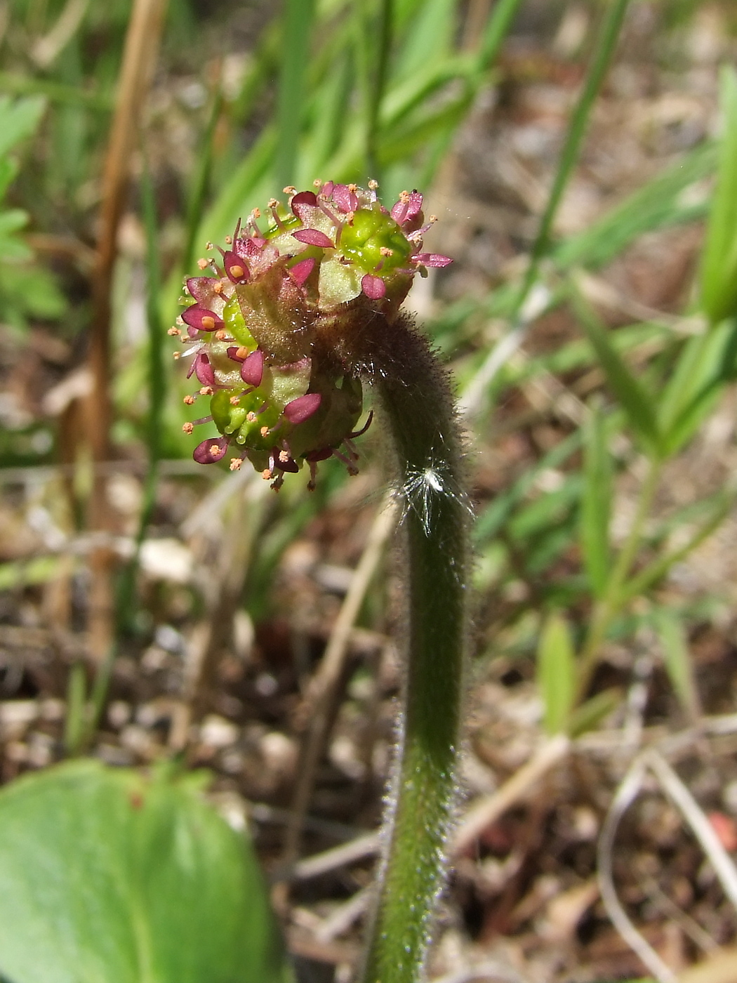 Изображение особи Micranthes hieraciifolia.