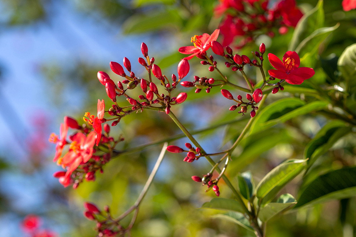 Image of Jatropha integerrima specimen.