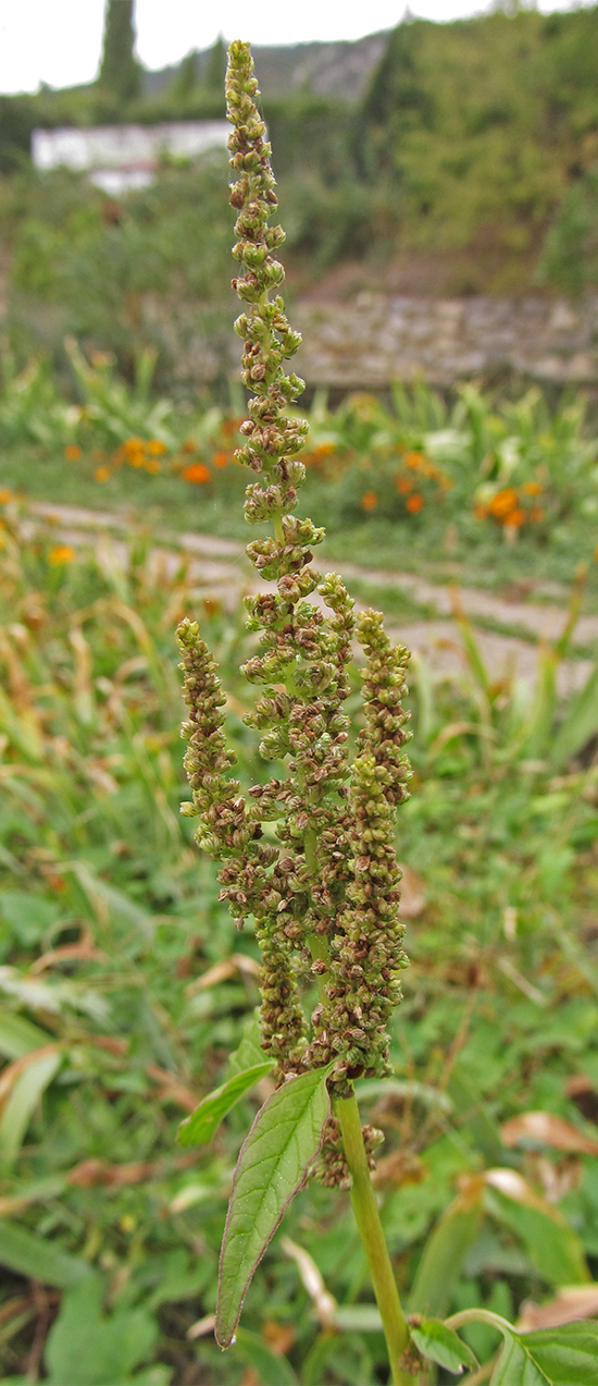 Image of Amaranthus viridis specimen.