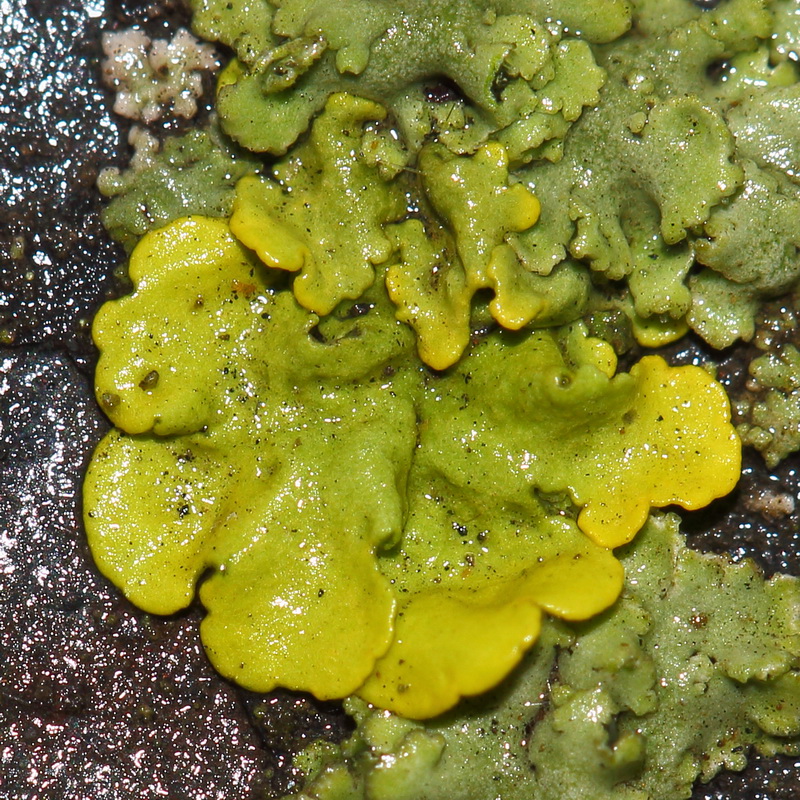 Image of Xanthoria parietina specimen.