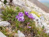 Oxytropis lazica. Цветущее растение в сообществе с Carex. Адыгея, Кавказский биосферный заповедник, северо-восточный склон горы Оштен, ≈ 2400 м н.у.м., альпийский луг. 18.07.2015.