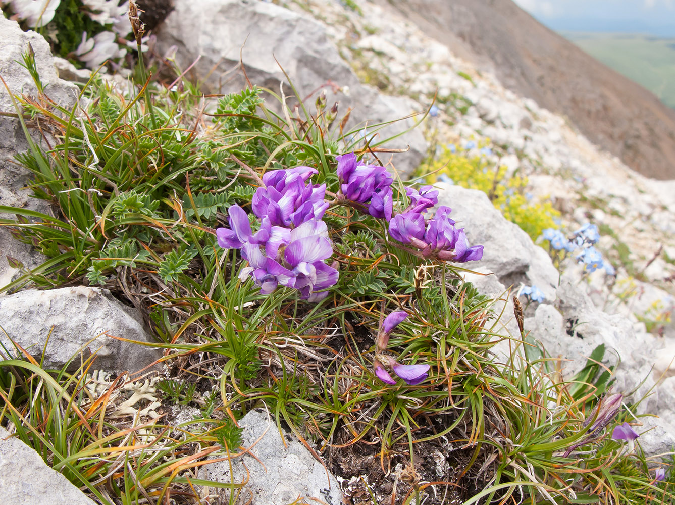 Image of Oxytropis lazica specimen.