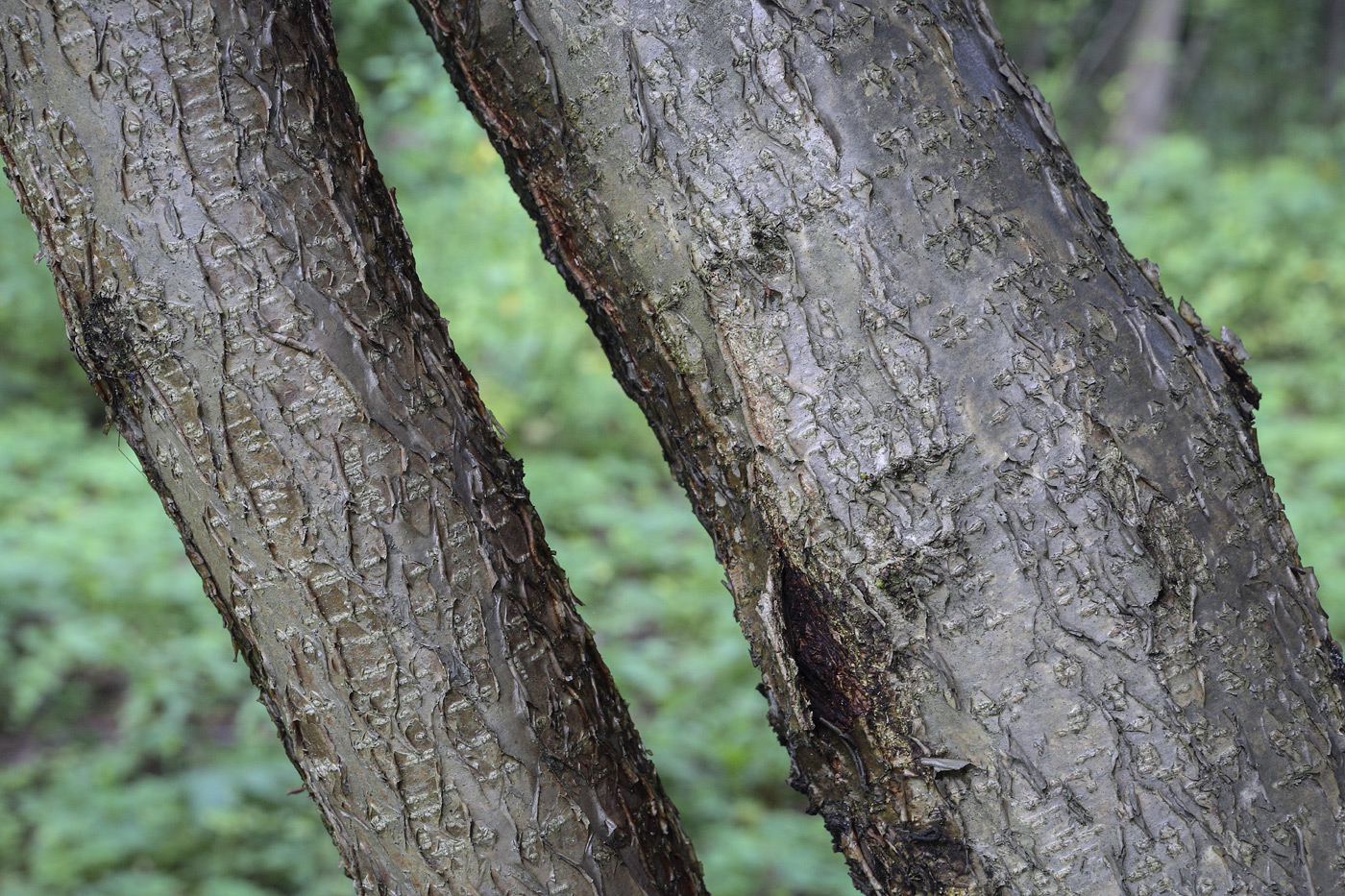 Image of Corylus avellana specimen.