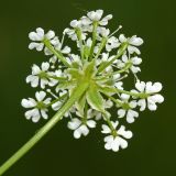 Chaerophyllum prescottii. Часть соцветия с обёрточками. Республика Татарстан, Агрызский р-н. 05.06.2010.