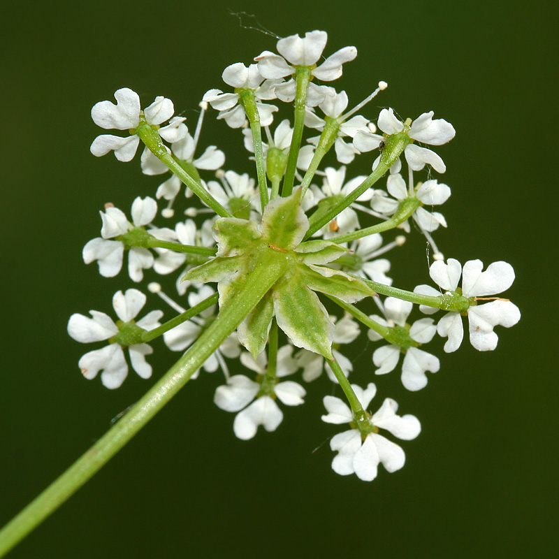 Изображение особи Chaerophyllum prescottii.