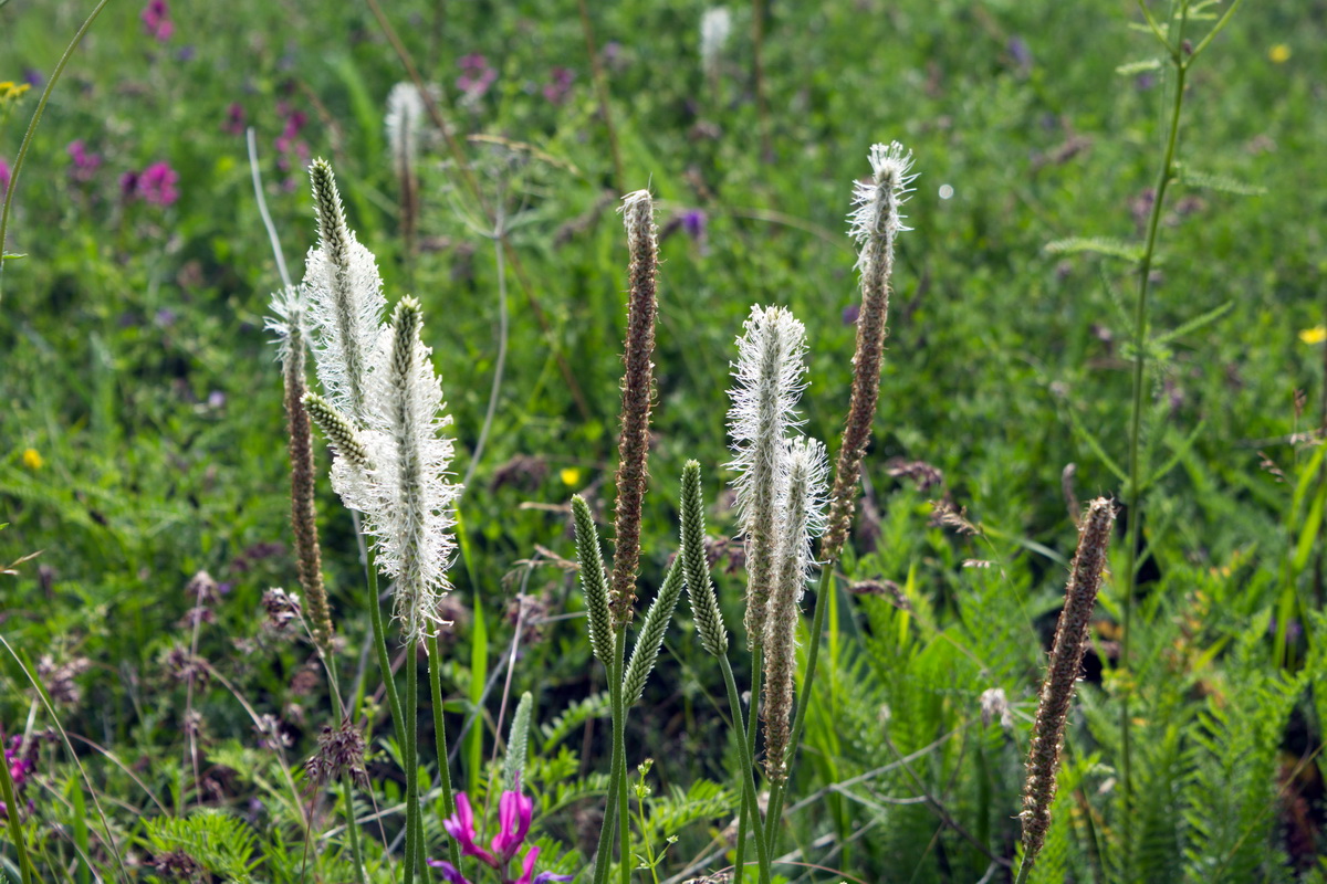 Image of genus Plantago specimen.