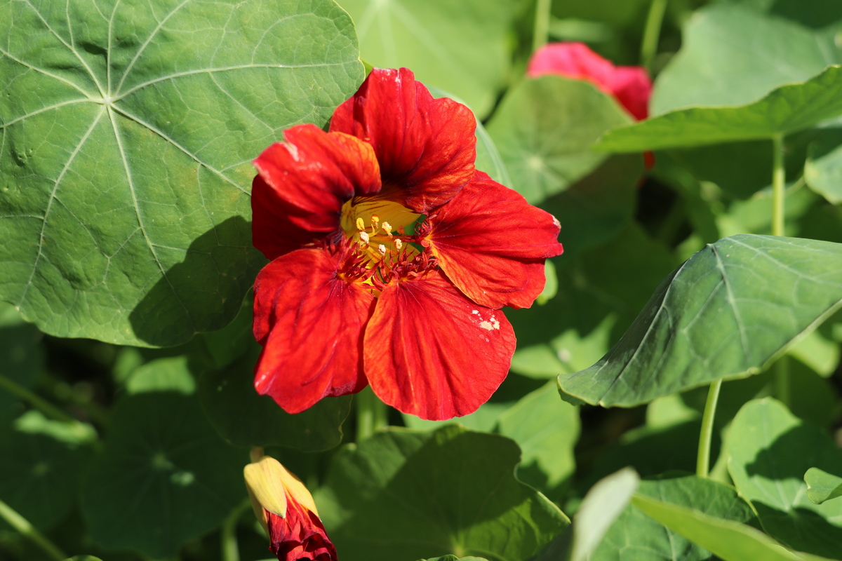 Изображение особи Tropaeolum majus.