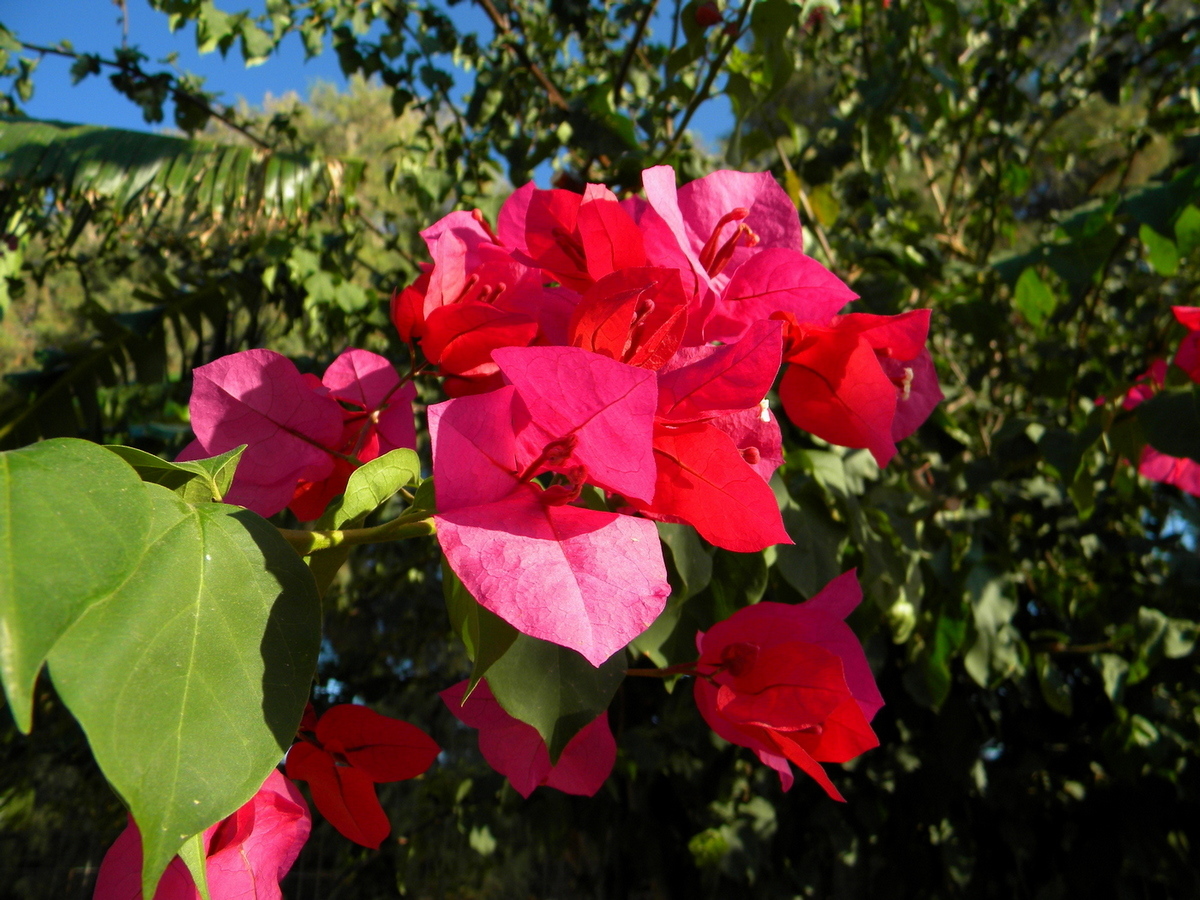 Image of Bougainvillea glabra specimen.