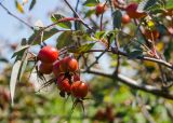 Rosa glauca. Часть ветви с плодами и листом. Пермский край, пос. Юго-Камский, частное подворье. 12 августа 2021 г.