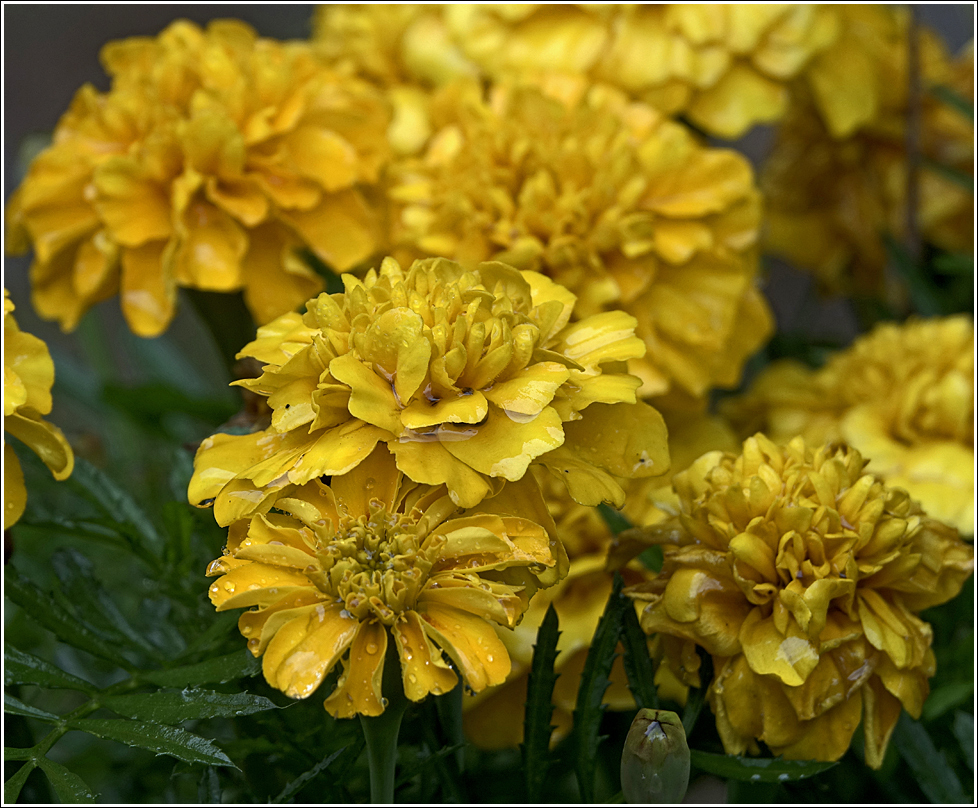 Image of Tagetes patula specimen.