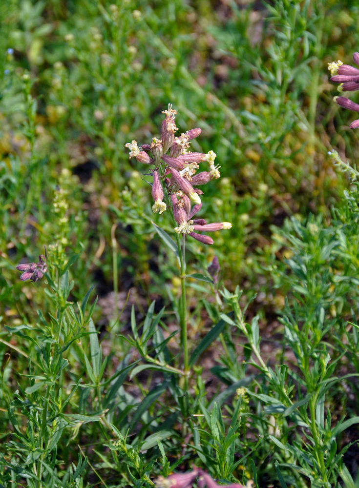 Image of Silene amoena specimen.