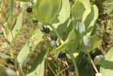 Polygonatum odoratum. Средняя часть плодоносящего растения с созревающими плодами. Республика Алтай, Улаганский р-н, правый борт долины р. Чульча, чуть выше ручья Артышту, луг. 7 августа 2020 г.