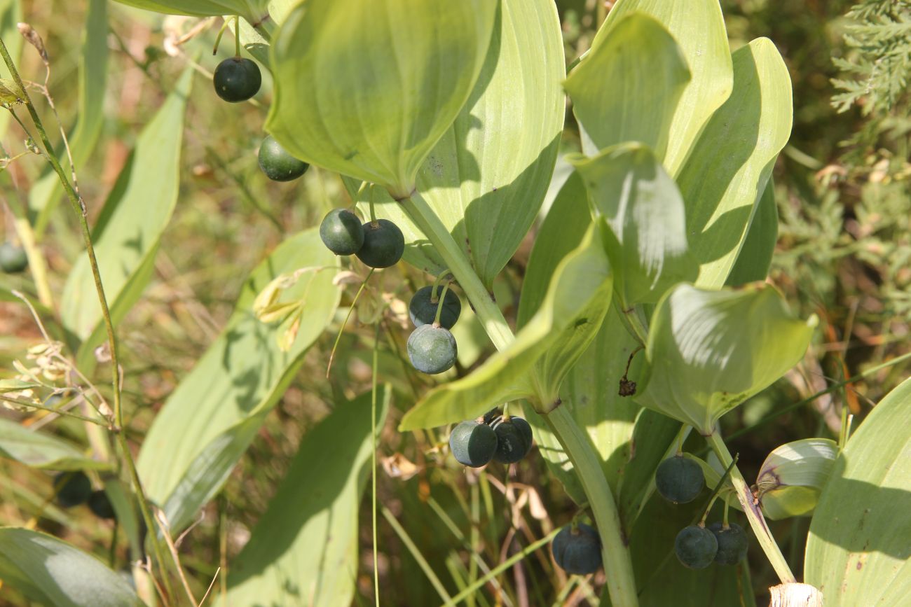 Image of Polygonatum odoratum specimen.