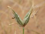 Iris longiscapa