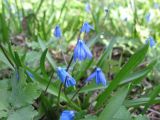 Scilla siberica