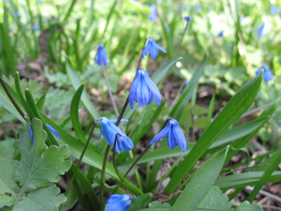 Изображение особи Scilla siberica.