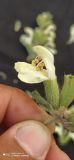 Phlomoides pulchra