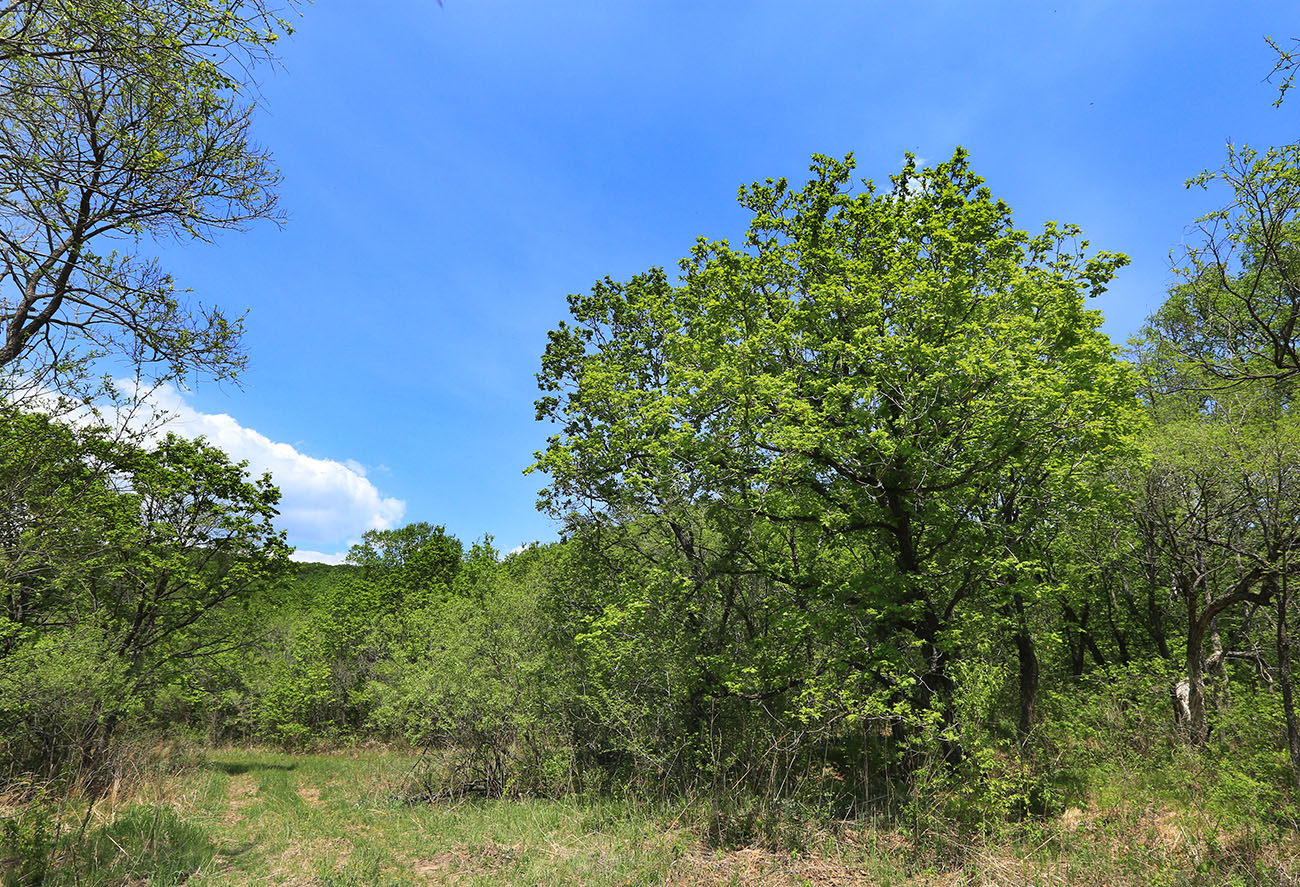 Изображение особи Quercus wutaishanica.