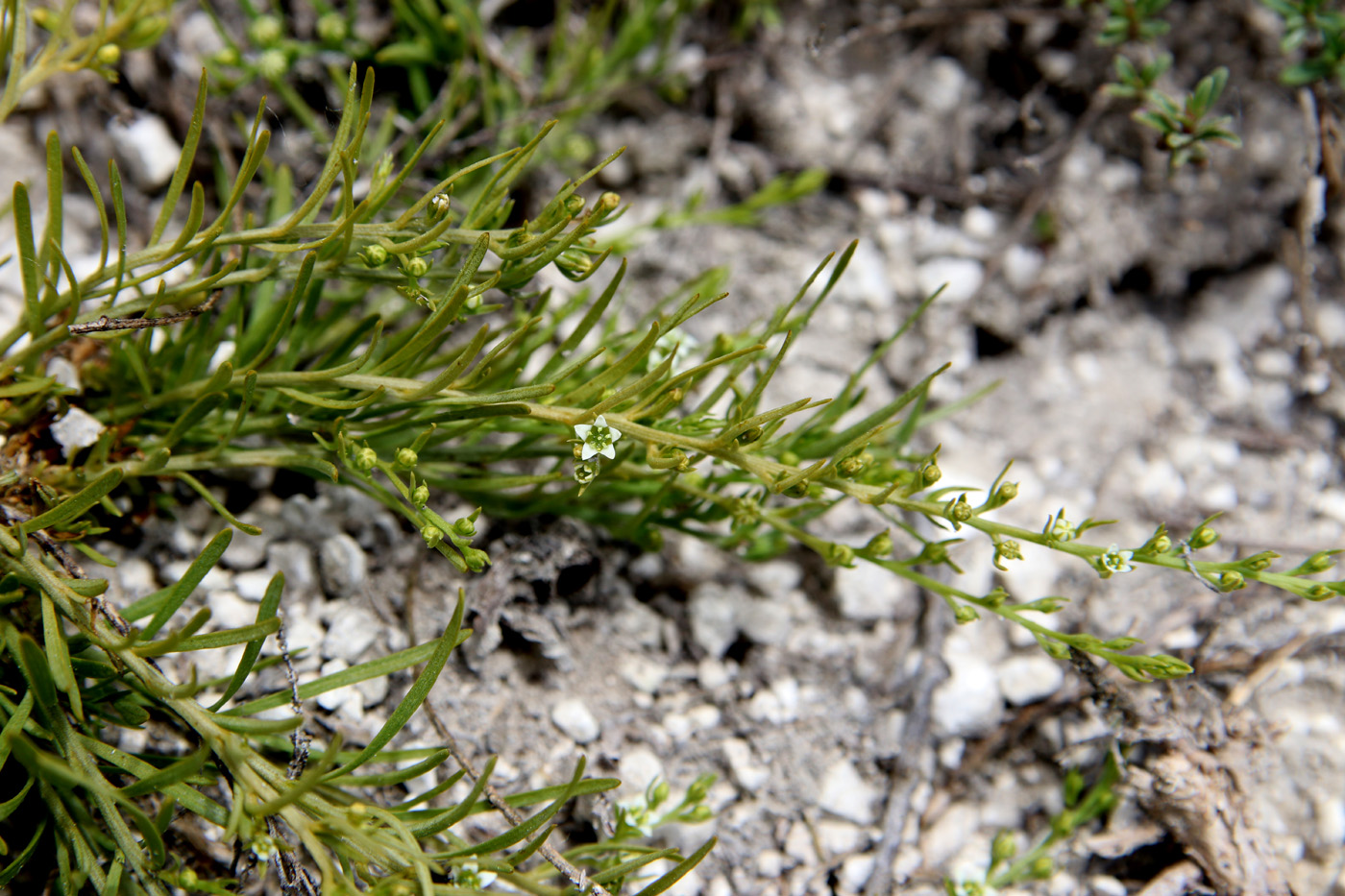 Изображение особи Thesium dollineri ssp. moesiacum.