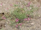 Astragalus haesitabundus. Цветущее растение. Дагестан, Буйнакский р-н, окр. Чиркейского вдхр., глинистые обнажения. 27 мая 2022 г.