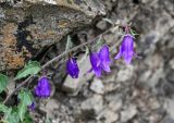 Campanula hohenackeri. Верхушка побега с соцветием. Дагестан, Гунибский р-н, окр. с. Гамсутль, ≈ 1400 м н.у.м., каменистый склон. 29.07.2022.