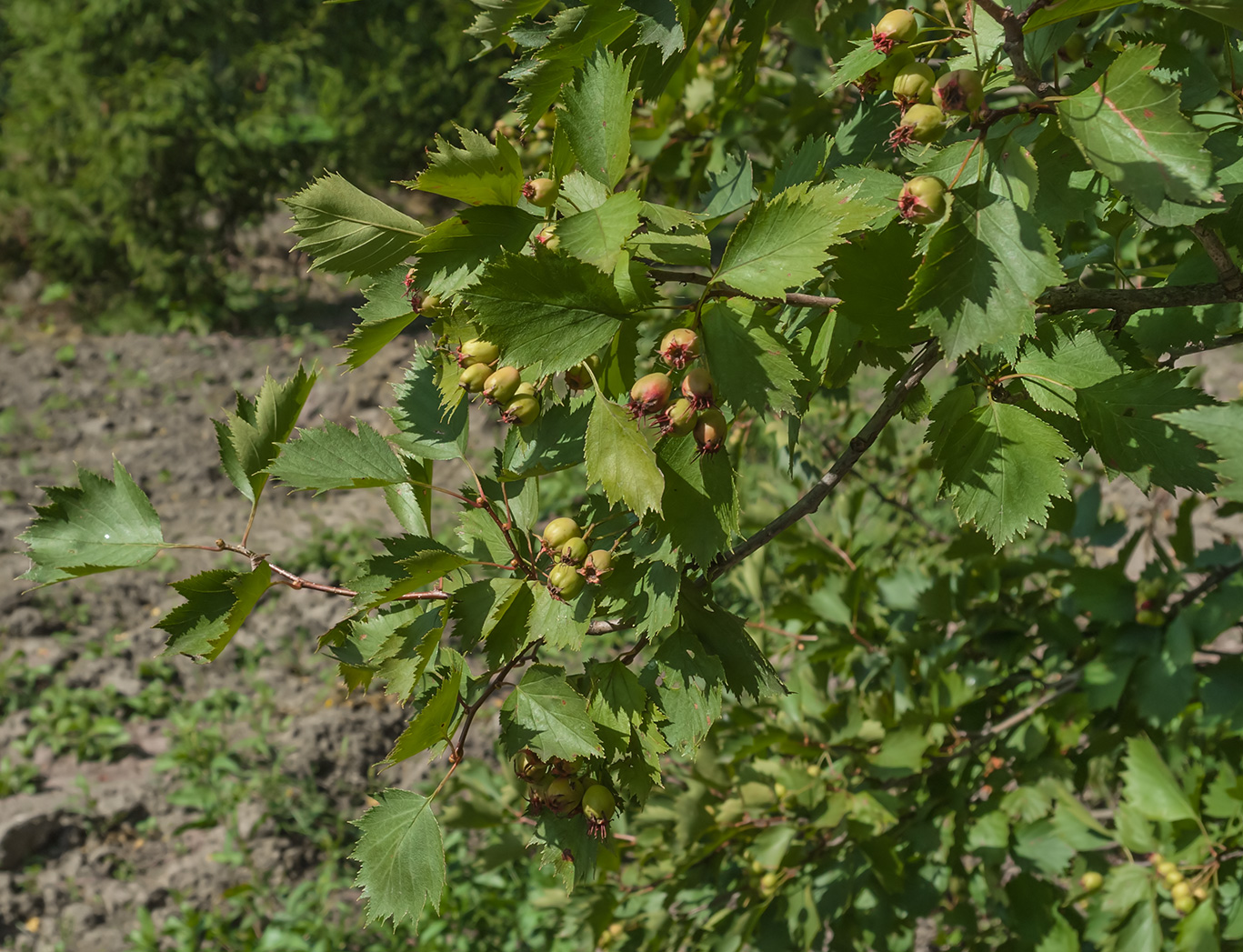 Изображение особи род Crataegus.