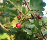 род Crataegus. Побеги со зрелыми соплодиями. Тверская обл., Весьегонский р-н, с. Чистая Дуброва, заброшенный сад. 20 августа 2022 г.