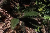 class Polypodiopsida. Вегетирующее растение. Новая Зеландия, р-н Манавату-Уангануи, заповедник \"Tupapakurua Falls\". 21.12.2013.