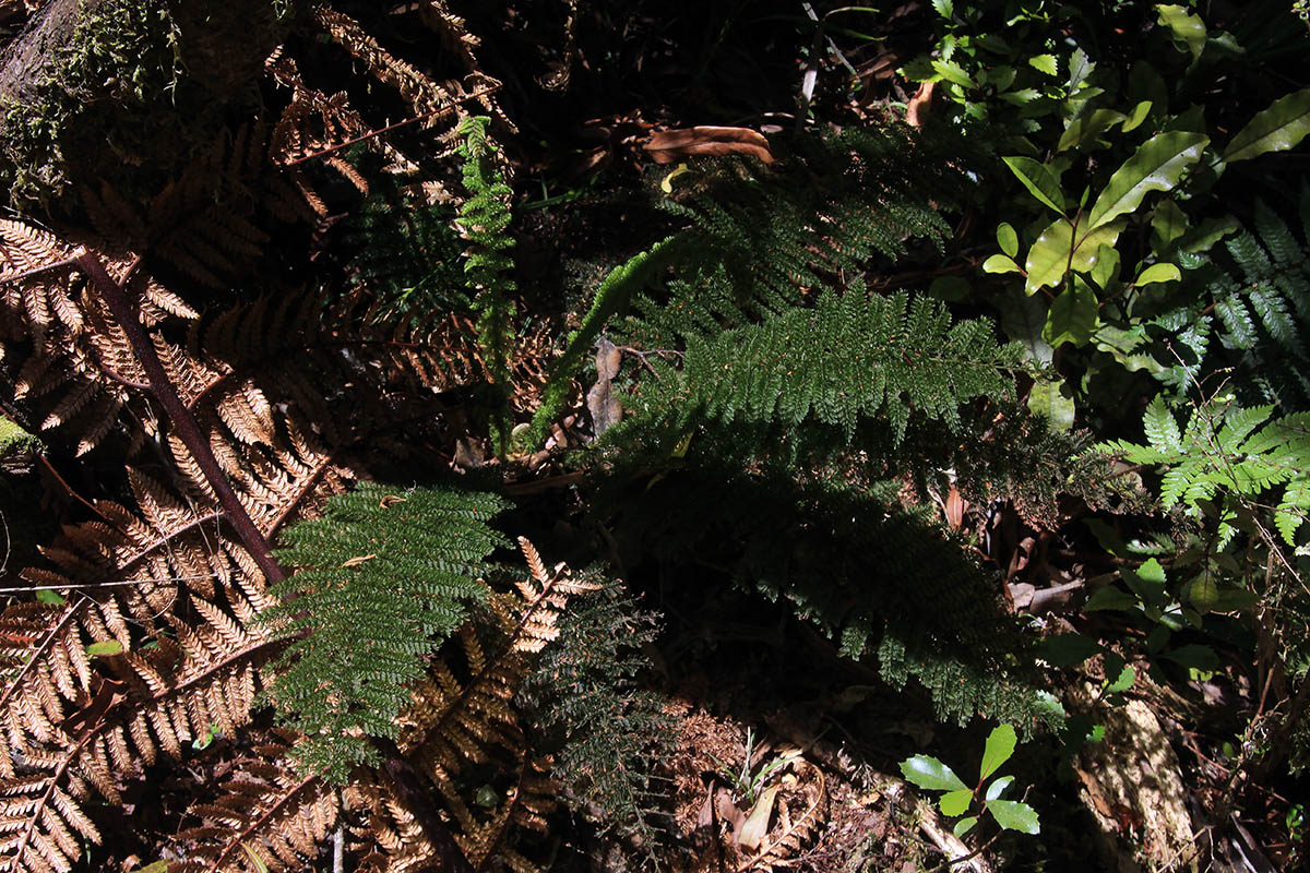 Image of class Polypodiopsida specimen.