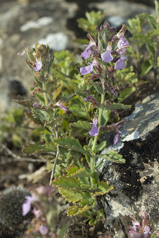 Image of Teucrium chamaedrys specimen.