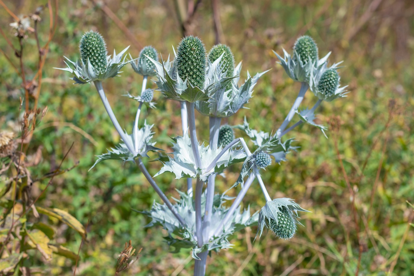 Image of Eryngium giganteum specimen.