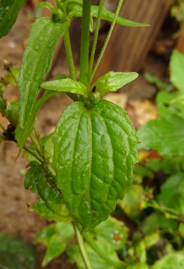 Image of Galinsoga parviflora specimen.